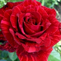 Роза чайно-гибридная Ред интуишн (Red Intuition)