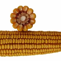 Семена гибрида кукурузы Реставрация 250 СВ