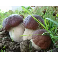 Зарощенный грибной блок белый гриб боровик